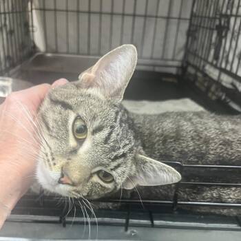 Keanu FFR-A-14144 -  Domestic Short Hair Cat for Adoption in Bismarck, North Dakota - Keanu FFR-A-14144 | PetCurious