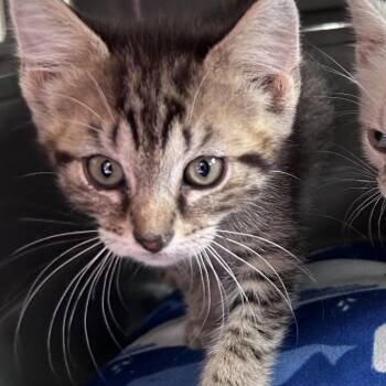 Louie -  Domestic Short Hair Cat Available for Adoption in Charlottesville, Virginia - Louie | PetCurious