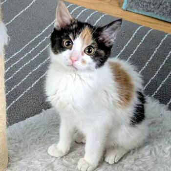 Domestic Short Hair Cats Available for Adoption - Monet — Bonded Buddy With Frida | PetCurious