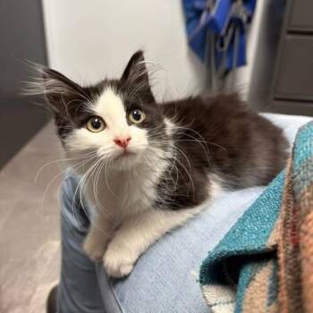 Chippy -  Domestic Medium Hair Cat for Adoption in Weldon, Illinois - Chippy | PetCurious
