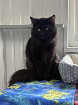 Domestic Long Hair Cats Available for Adoption in Big Rapids, Michigan - Simon | PetCurious