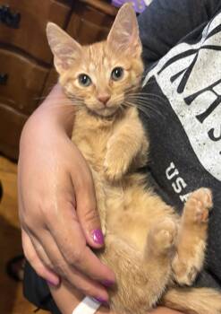 Alchemy -  Domestic Short Hair Cat for Adoption - Alchemy | PetCurious