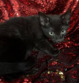 Josie -  Domestic Short Hair Cat for Adoption in Conway, South Carolina - Josie | PetCurious