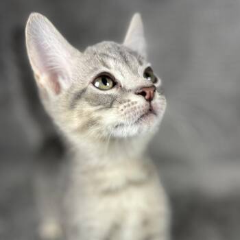 Peeta - Andrea foster -  Domestic Short Hair Cat for Adoption in Social Circle, Georgia - Peeta - Andrea Foster | PetCurious