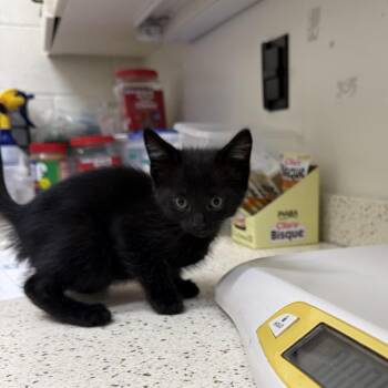 Ponzio -  Domestic Short Hair Cat for Adoption in Auburn, Alabama - Ponzio | PetCurious