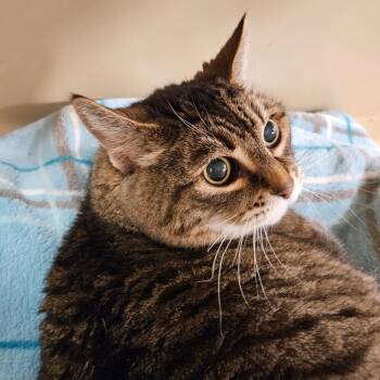 Domestic Short Hair Cats Available for Adoption in Las Vegas, Nevada - LC | PetCurious