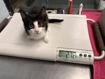 Whiskas Fondue (with Freckles Fromage) -  Domestic Medium Hair Cat for Adoption in Richmond, Virginia - Whiskas Fondue (with Freckles Fromage) | PetCurious