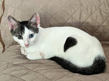 Rescue Domestic Short Hair Cats for Adoption in West Palm Beach, Florida - Mino | PetCurious