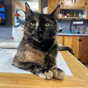 Domestic Short Hair Cats Available for Adoption in Avoca, Pennsylvania - Saint Gertrude | PetCurious