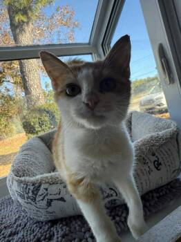 Rescue Domestic Short Hair Cats for Adoption in Wilmington, North Carolina - Morris | PetCurious