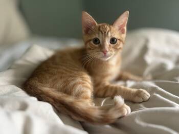 Tabby Cats Available for Adoption - Roberto | PetCurious