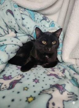 Domestic Short Hair Cats Available for Adoption - Angus #2 | PetCurious