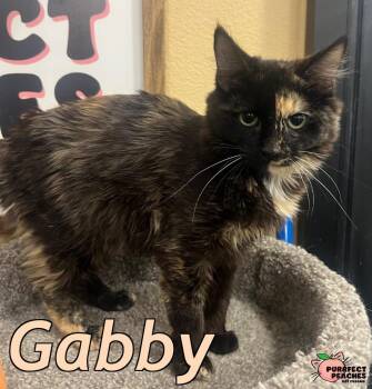 Domestic Long Hair Cats Available for Adoption in Douglasville, Georgia - Gabby | PetCurious