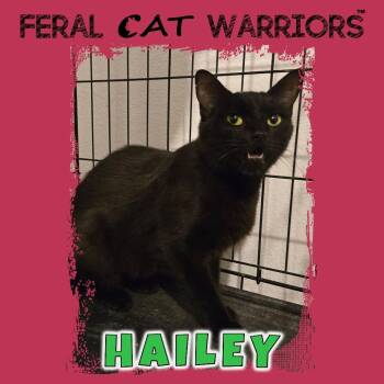 Hailey -  Domestic Short Hair Cat for Adoption in Kingman, Arizona - Hailey | PetCurious