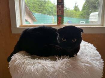 Mr. Sweets -  Scottish Fold Cat for Adoption in Mist, Oregon - Mr. Sweets | PetCurious