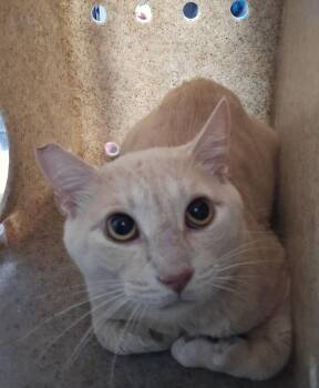 Bud -  Domestic Short Hair Cat for Adoption in Dickson, Tennessee - Bud | PetCurious