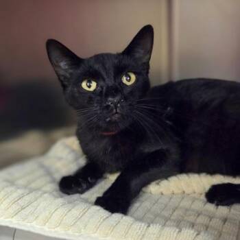 Stella Nova -  Domestic Short Hair Cat for Adoption in Westland, Michigan - Stella Nova | PetCurious