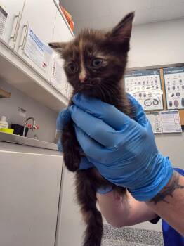 Flower -  Domestic Short Hair Cat for Adoption in Angola, Indiana - Flower | PetCurious