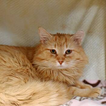 Domestic Short Hair Cats Available for Adoption in Seattle, Washington - Aspen | PetCurious