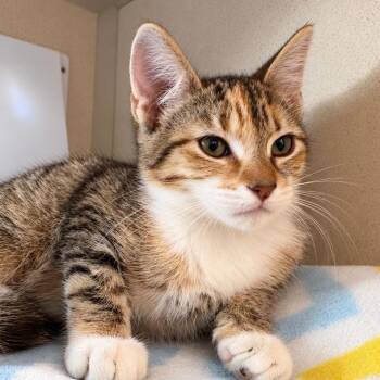 Flo -  Domestic Short Hair Cat for Adoption in Gloucester, Virginia - Flo | PetCurious