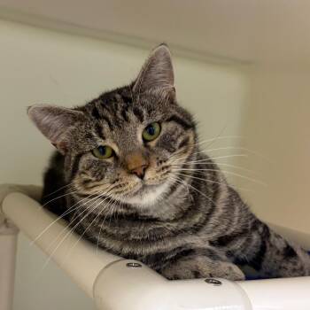 Lexy -  Domestic Short Hair Cat for Adoption in Harrisonburg, Virginia - Lexy | PetCurious