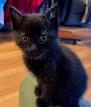 SPRINKLE* -  Domestic Short Hair Cat for Adoption in Santa Cruz, California - SPRINKLE* | PetCurious
