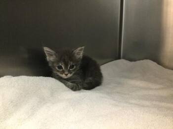 A1927952 -  Domestic Short Hair Cat for Adoption in Thousand Palms, California - A1927952 | PetCurious