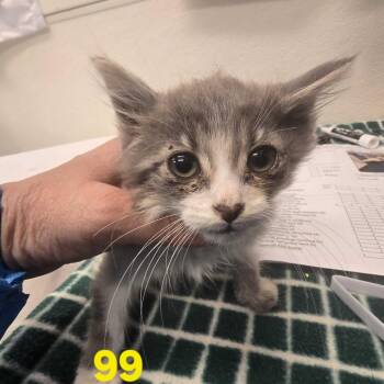 Gloria Estefan -  Domestic Short Hair Cat for Adoption in Los Angeles, California - Gloria Estefan | PetCurious