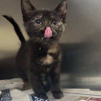 Billie -  Domestic Short Hair Cat for Adoption in Asheville, North Carolina - Billie | PetCurious