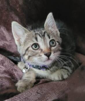 Domestic Short Hair Cats Available for Adoption in New Braunfels, Texas - Panther | PetCurious