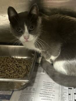 Rescue Domestic Short Hair Cats for Adoption in Fort Worth, Texas - 59403702 | PetCurious