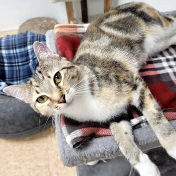 Domestic Short Hair Cats Available for Adoption in Rushville, Illinois - Daisy | PetCurious