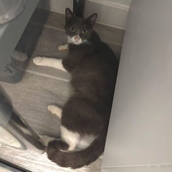 Elsa 4 -  Domestic Short Hair Cat Available for Adoption in Bulverde, Texas - Elsa 4 | PetCurious