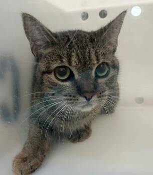 Brook -  Domestic Short Hair Cat for Adoption - Brook | PetCurious
