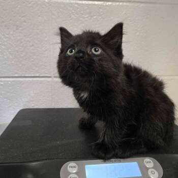 November -  Domestic Long Hair Cat for Adoption in Spruce Pine, North Carolina - November | PetCurious