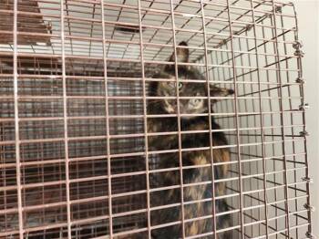 A656607 -  Domestic Short Hair Cat for Adoption in Houston, Texas - A656607 | PetCurious