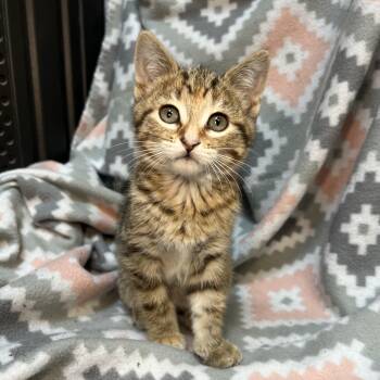 Elite -  Domestic Short Hair Cat for Adoption in Fairmont, Minnesota - Elite | PetCurious