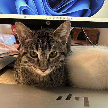 Rescue Domestic Short Hair Cats for Adoption in Wheeling, Illinois - Tora | PetCurious