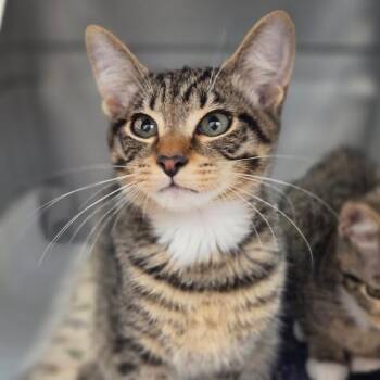 Gavin -  Domestic Short Hair Cat for Adoption in Sarasota, Florida - Gavin | PetCurious