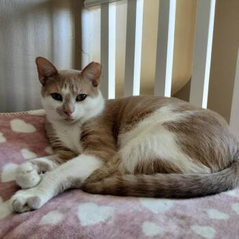 Domestic Short Hair Cats Available for Adoption in Pittsburgh, Pennsylvania - Gus | PetCurious