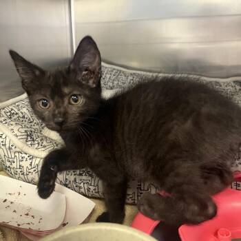 Hoisin -  Domestic Short Hair Cat for Adoption in Houston, Texas - Hoisin | PetCurious