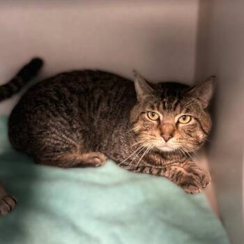 Snarky Sparky -  Domestic Short Hair Cat for Adoption in Davenport, Iowa - Snarky Sparky | PetCurious