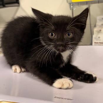 Echo -  Domestic Short Hair Cat for Adoption in Tampa, Florida - Echo | PetCurious