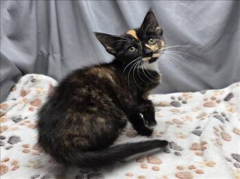 Rescue Domestic Short Hair Cats for Adoption in Grovetown, Georgia - A118876 | PetCurious
