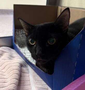 Domestic Short Hair Cats Available for Adoption - Tina | PetCurious