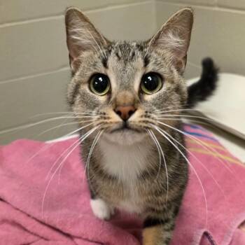 Valencia -  Domestic Short Hair Cat Available for Adoption in South Bend, Indiana - Valencia | PetCurious