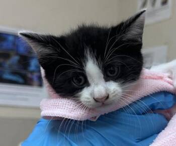 Harvard -  Domestic Short Hair Cat for Adoption in Honolulu, Hawaii - Harvard | PetCurious