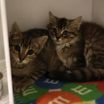 Domestic Short Hair Cats Available for Adoption in Briarcliff Manor, New York - Marty | PetCurious