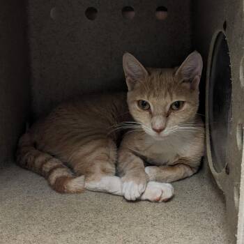 Tiny Tuna -  Domestic Short Hair Cat for Adoption in Philadelphia, Pennsylvania - Tiny Tuna | PetCurious