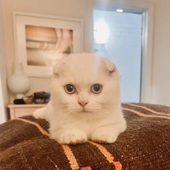 Cupid -  Scottish Fold Cat for Adoption - Cupid | PetCurious